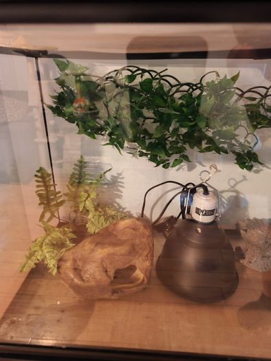 terarium