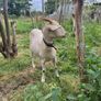 goat Image 5
