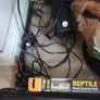 Reptile Image 3