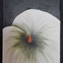 Lavinia O'Leary Image 7