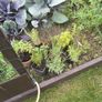 mature herb plants Image 3