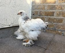 Brahma chicks