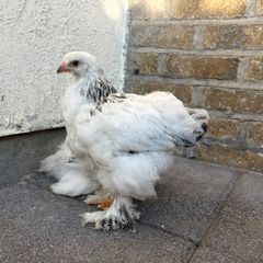 Brahma chicks