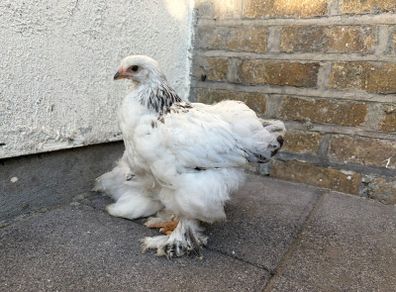 Brahma chicks