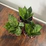 Mini/ dwarf snake plant house plant Image 3