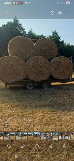 Hay