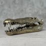 Saltwater Crocodile Skull - Polished Bronze Image 4