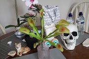 Venus flytrap artifical plant