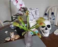 Venus flytrap artifical plant