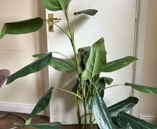artificial plant