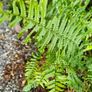 Large Fern Plants, Three Euros Image 8