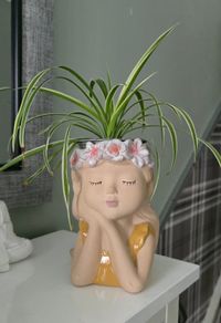 spider plant in pot