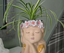 spider plant in pot