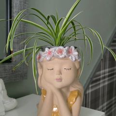 spider plant in pot