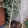 Untreated bamboo sticks Image 2