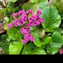 50 super flowering plants/shrubs Image 10