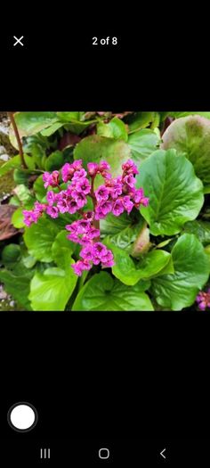 50 super flowering plants/shrubs
