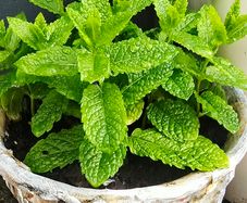 mint plant
