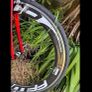 focus cayo Image 7