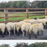 Ewe Hoggets for sale Image 9