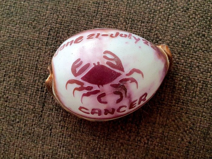 Cancer Zodiac Shell - Polished Decorative Piece