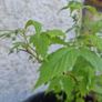 raspberry plants Image 3