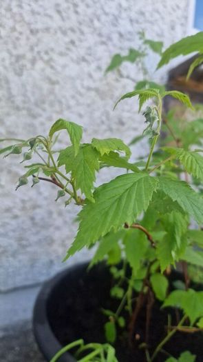 raspberry plants