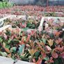 Red Robin Hedging Image 6