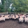 Suffolk/Mule Ewe Lambs Image 5