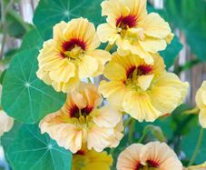(N) Nasturtium Common Luteus seeds 3g (415625)
