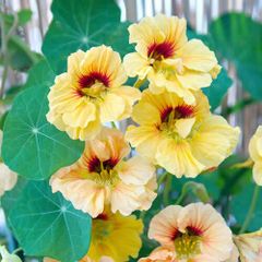 (N) Nasturtium Common Luteus seeds 3g (415625)