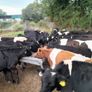 Cattle Image 2