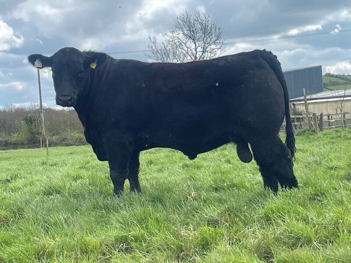 Angus bulls Ballyjamesduff Mart on the 5th May