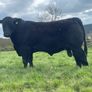 Angus bulls Ballyjamesduff Mart on the 5th May Image 4