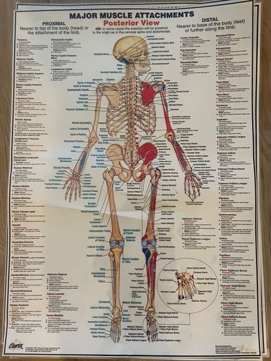 Physio Chartex Anatomy A1 Laminated Poster For Sale in Donabate, Dublin ...