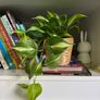 ikea fejka + pot Image 2