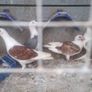 pet Image 2