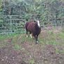 Purebred Registered Zwarble Ram Image 5