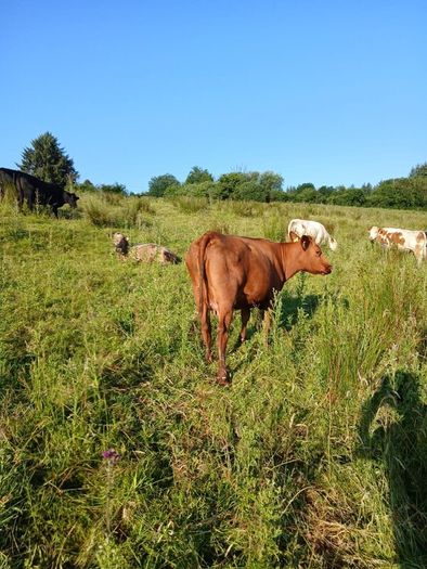 In calf heifers