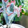 Antique Victorian Glass Epergne - An Incredibly Rare Find Image 7