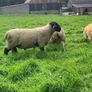 Suffolk 2 Year old ram Image 5
