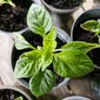 pepper plants Image 2