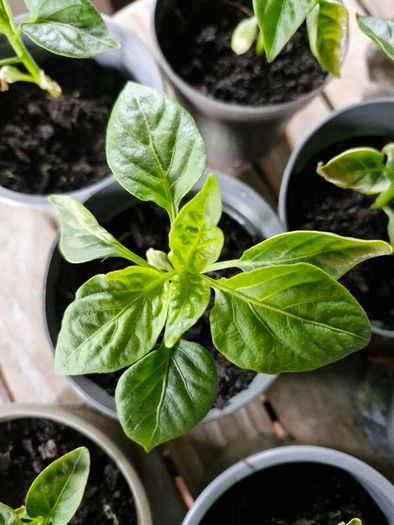 pepper plants