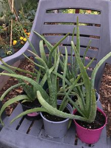 Aloe Vera plants