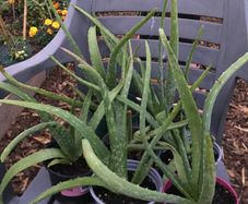 Aloe Vera plants