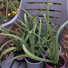Aloe Vera plants