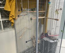 Large bird cage