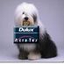 dulux007
