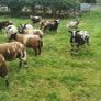 Pure dutch spotted and 3/4 bred spottie ewe lambs Image 5