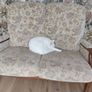 Single recliner and double couch set Image 4